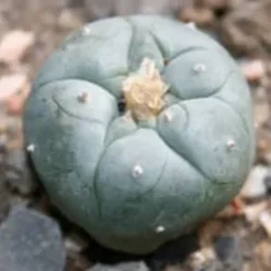 Buy Peyote online