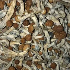 Buy Golden Teachers Mushrooms online